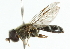  ( - CNC DIPTERA 102095)  @12 [ ] CreativeCommons - Attribution (2011) CNC/CBG Photography Group Centre for Biodiversity Genomics