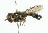  ( - CNC DIPTERA 102096)  @12 [ ] CreativeCommons - Attribution (2011) CNC/CBG Photography Group Centre for Biodiversity Genomics