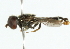  ( - CNC DIPTERA 102097)  @12 [ ] CreativeCommons - Attribution (2011) CNC/CBG Photography Group Centre for Biodiversity Genomics