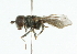  (Eumerus pulchellus - CNC DIPTERA 102099)  @12 [ ] CreativeCommons - Attribution (2011) CNC/CBG Photography Group Centre for Biodiversity Genomics