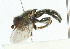  ( - CNC DIPTERA 102102)  @11 [ ] CreativeCommons - Attribution (2011) CNC/CBG Photography Group Centre for Biodiversity Genomics