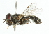  ( - CNC DIPTERA 102104)  @12 [ ] CreativeCommons - Attribution (2011) CNC/CBG Photography Group Centre for Biodiversity Genomics