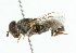  (Eumerus punctifrons - CNC DIPTERA 102106)  @13 [ ] CreativeCommons - Attribution (2011) CNC/CBG Photography Group Centre for Biodiversity Genomics