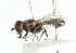  ( - CNC DIPTERA 102107)  @11 [ ] CreativeCommons - Attribution (2011) CNC/CBG Photography Group Centre for Biodiversity Genomics