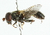  ( - CNC DIPTERA 102111)  @11 [ ] CreativeCommons - Attribution (2011) CNC/CBG Photography Group Centre for Biodiversity Genomics