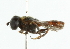  ( - CNC DIPTERA 102112)  @13 [ ] CreativeCommons - Attribution (2011) CNC/CBG Photography Group Centre for Biodiversity Genomics