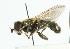  ( - CNC DIPTERA 102113)  @11 [ ] CreativeCommons - Attribution (2011) CNC/CBG Photography Group Centre for Biodiversity Genomics