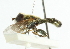  ( - CNC DIPTERA 102114)  @11 [ ] CreativeCommons - Attribution (2011) CNC/CBG Photography Group Centre for Biodiversity Genomics