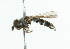  ( - CNC DIPTERA 102119)  @13 [ ] CreativeCommons - Attribution (2011) CNC/CBG Photography Group Centre for Biodiversity Genomics