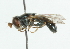  ( - CNC DIPTERA 102120)  @12 [ ] CreativeCommons - Attribution (2011) CNC/CBG Photography Group Centre for Biodiversity Genomics