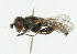  (Eumerus pulchellus variant - CNC DIPTERA 102132)  @12 [ ] CreativeCommons - Attribution (2011) CNC/CBG Photography Group Centre for Biodiversity Genomics