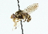  (Graptomyza flavicollis - CNC DIPTERA 102138)  @11 [ ] CreativeCommons - Attribution (2011) CNC/CBG Photography Group Centre for Biodiversity Genomics