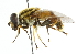  ( - CNC DIPTERA 102145)  @11 [ ] CreativeCommons - Attribution (2011) CNC/CBG Photography Group Centre for Biodiversity Genomics