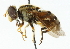  ( - CNC DIPTERA 102154)  @11 [ ] CreativeCommons - Attribution (2011) CNC/CBG Photography Group Centre for Biodiversity Genomics