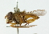  ( - CNC DIPTERA 102163)  @11 [ ] CreativeCommons - Attribution (2011) CNC/CBG Photography Group Centre for Biodiversity Genomics