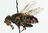  ( - CNC DIPTERA 102166)  @11 [ ] CreativeCommons - Attribution (2011) CNC/CBG Photography Group Centre for Biodiversity Genomics
