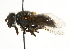  ( - CNC DIPTERA 102167)  @13 [ ] CreativeCommons - Attribution (2011) CNC/CBG Photography Group Centre for Biodiversity Genomics