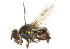  ( - CNC DIPTERA 102170)  @11 [ ] CreativeCommons - Attribution (2011) CNC/CBG Photography Group Centre for Biodiversity Genomics