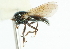  ( - CNC DIPTERA 102172)  @11 [ ] CreativeCommons - Attribution (2011) CNC/CBG Photography Group Centre for Biodiversity Genomics