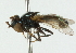  ( - CNC DIPTERA 102173)  @11 [ ] CreativeCommons - Attribution (2011) CNC/CBG Photography Group Centre for Biodiversity Genomics