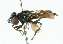  ( - CNC DIPTERA 102174)  @11 [ ] CreativeCommons - Attribution (2011) CNC/CBG Photography Group Centre for Biodiversity Genomics