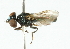  ( - CNC DIPTERA 102175)  @11 [ ] CreativeCommons - Attribution (2011) CNC/CBG Photography Group Centre for Biodiversity Genomics