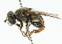  ( - CNC DIPTERA 102176)  @13 [ ] CreativeCommons - Attribution (2011) CNC/CBG Photography Group Centre for Biodiversity Genomics