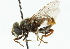  (Lejops mexicanus - CNC DIPTERA 102177)  @11 [ ] CreativeCommons - Attribution (2011) CNC/CBG Photography Group Centre for Biodiversity Genomics