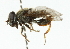  (Asemosyrphus mexicanus - CNC DIPTERA 102178)  @14 [ ] CreativeCommons - Attribution (2011) CNC/CBG Photography Group Centre for Biodiversity Genomics