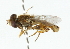  ( - CNC DIPTERA 102179)  @13 [ ] CreativeCommons - Attribution (2011) CNC/CBG Photography Group Centre for Biodiversity Genomics