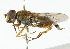  ( - CNC DIPTERA 102180)  @14 [ ] CreativeCommons - Attribution (2011) CNC/CBG Photography Group Centre for Biodiversity Genomics
