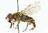  ( - CNC DIPTERA 102181)  @11 [ ] CreativeCommons - Attribution (2011) CNC/CBG Photography Group Centre for Biodiversity Genomics