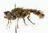  (Lejops contracta - CNC DIPTERA 102182)  @11 [ ] CreativeCommons - Attribution (2011) CNC/CBG Photography Group Centre for Biodiversity Genomics