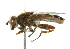  ( - CNC DIPTERA 102183)  @13 [ ] CreativeCommons - Attribution (2011) CNC/CBG Photography Group Centre for Biodiversity Genomics