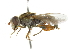  (Anasimyia interpuncta - CNC DIPTERA 102185)  @14 [ ] CreativeCommons - Attribution (2011) CNC/CBG Photography Group Centre for Biodiversity Genomics