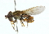  (Lejops interpunctus - CNC DIPTERA 102187)  @11 [ ] CreativeCommons - Attribution (2011) CNC/CBG Photography Group Centre for Biodiversity Genomics