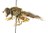  ( - CNC DIPTERA 102193)  @11 [ ] CreativeCommons - Attribution (2011) CNC/CBG Photography Group Centre for Biodiversity Genomics
