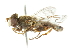  (Lejops transfugus - CNC DIPTERA 102197)  @11 [ ] CreativeCommons - Attribution (2011) CNC/CBG Photography Group Centre for Biodiversity Genomics