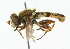  (Anasimyia transfuga - CNC DIPTERA 102199)  @11 [ ] CreativeCommons - Attribution (2011) CNC/CBG Photography Group Centre for Biodiversity Genomics