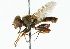  ( - CNC DIPTERA 102200)  @13 [ ] CreativeCommons - Attribution (2011) CNC/CBG Photography Group Centre for Biodiversity Genomics