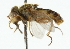  ( - CNC DIPTERA 102201)  @13 [ ] CreativeCommons - Attribution (2011) CNC/CBG Photography Group Centre for Biodiversity Genomics