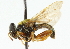  ( - CNC DIPTERA 102206)  @13 [ ] CreativeCommons - Attribution (2011) CNC/CBG Photography Group Centre for Biodiversity Genomics