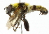  ( - CNC DIPTERA 102210)  @11 [ ] CreativeCommons - Attribution (2011) CNC/CBG Photography Group Centre for Biodiversity Genomics