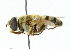  ( - CNC DIPTERA 102216)  @13 [ ] CreativeCommons - Attribution (2011) CNC/CBG Photography Group Centre for Biodiversity Genomics