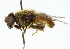  ( - CNC DIPTERA 102220)  @13 [ ] CreativeCommons - Attribution (2011) CNC/CBG Photography Group Centre for Biodiversity Genomics