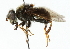  (Quichuana spp - CNC DIPTERA 102222)  @14 [ ] CreativeCommons - Attribution (2011) CNC/CBG Photography Group Centre for Biodiversity Genomics