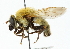  ( - CNC DIPTERA 102225)  @11 [ ] CreativeCommons - Attribution (2011) CNC/CBG Photography Group Centre for Biodiversity Genomics