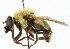  ( - CNC DIPTERA 102226)  @11 [ ] CreativeCommons - Attribution (2011) CNC/CBG Photography Group Centre for Biodiversity Genomics