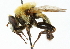  ( - CNC DIPTERA 102228)  @11 [ ] CreativeCommons - Attribution (2011) CNC/CBG Photography Group Centre for Biodiversity Genomics