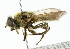  (Merodon aberrans - CNC DIPTERA 102230)  @14 [ ] CreativeCommons - Attribution (2011) CNC/CBG Photography Group Centre for Biodiversity Genomics